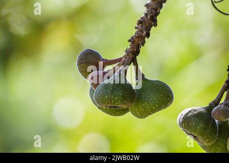 Fruits biologiques de figuier d'oreille d'éléphant sur un figuier au Kerala Banque D'Images