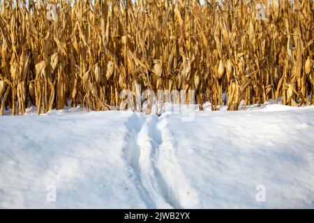 Pistes de cerf de Virginie dans la neige du Wisconsin sortant d'un champ de maïs, horizontal Banque D'Images