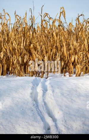 Des pistes de cerf de Virginie dans la neige du Wisconsin sortant d'un champ de maïs, vertical Banque D'Images