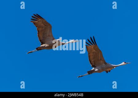 Une paire de grues du Canada en vol à la réserve naturelle nationale de Monte Vista au Colorado Banque D'Images