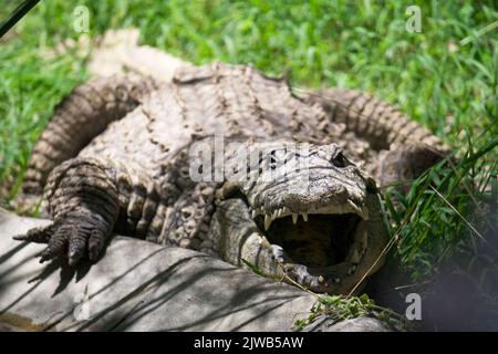 Un crocodile du Nil repose sur le sol avec sa bouche géante ouverte Banque D'Images