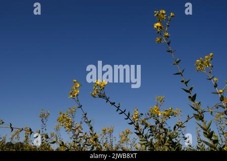 Perspective ascendante des fleurs de soleil jaune dans un ciel bleu à Shelby Farms Park, Memphis, TN. Le 31 août 2022. Banque D'Images