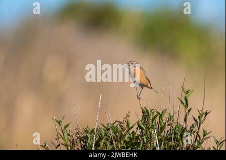 La femelle Stonechat Saxicola rubicola perchée sur une branche observant ses alentours dans les dunes de Burnham Overy, Norfolk, Royaume-Uni Banque D'Images