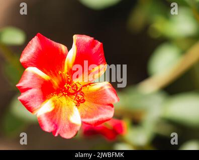 Les fleurs de purslane commune sont de belle couleur rouge. Banque D'Images