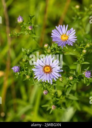 New York Aster, Höstaster (Symphyotrichum novi-belgii) Banque D'Images