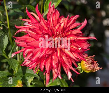 'Taum Sauk' semi-cactus dahlia, semi Kaktus dahlia (Dahlia x hortensis) Banque D'Images