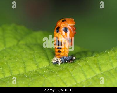 Pupa (Harmonia axyridis) Banque D'Images