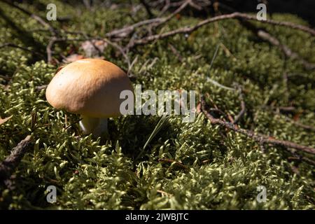 Champignons non comestibles par jour ensoleillé. Belle vue rapprochée Banque D'Images