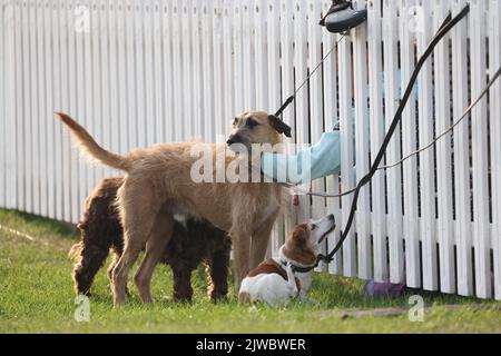 Stamford, Royaume-Uni. 03rd septembre 2022. Un chien est réconforté le troisième jour des essais de chevaux Land Rover Burghley, à Burghley House, Stamford, Lincolnshire, Royaume-Uni, Sur 3 septembre 2022. Crédit : Paul Marriott/Alay Live News Banque D'Images