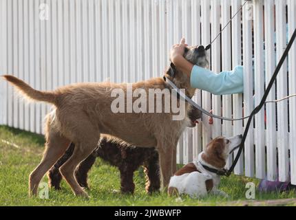 Stamford, Royaume-Uni. 03rd septembre 2022. Un chien est réconforté le troisième jour des essais de chevaux Land Rover Burghley, à Burghley House, Stamford, Lincolnshire, Royaume-Uni, Sur 3 septembre 2022. Crédit : Paul Marriott/Alay Live News Banque D'Images