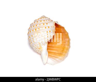 Image de coquillages tonna tesselata sur fond blanc. Animaux sous-marins. Coquillages. Banque D'Images
