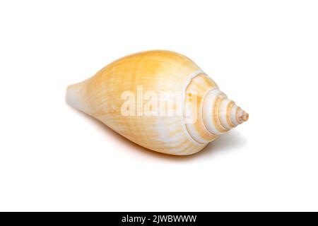 Le canarium de Laevistrombus (communément appelé conch canyin ou par son synonyme plus connu, Strombus canarium) est une espèce d'escargot de mer comestible. Escargot de mer Banque D'Images