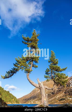 Pins près d'un lac dans les montagnes des Alpes Banque D'Images