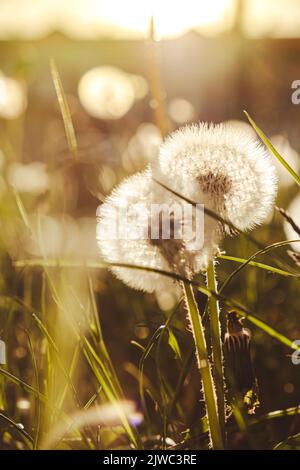 Les pissenlits s'épanouissent au coucher du soleil. La douce ampoule pissenlit est balayée par le vent du matin qui souffle sur la campagne ensoleillée. Pissenlits blancs sur fond vert. Flou naturel vert nature printemps campagne prairie Banque D'Images
