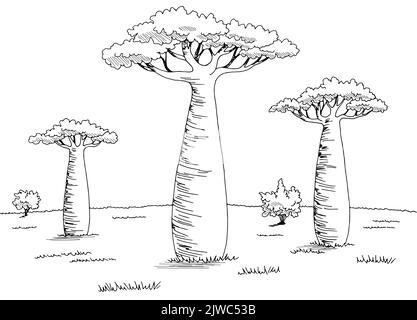 Baobab arbre grove graphique noir blanc paysage esquisse illustration vecteur Illustration de Vecteur