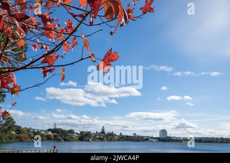 Feuilles rouges d'automne qui encadrent le lac Pupuke et l'hôpital North Shore à Takapuna, Auckland Banque D'Images