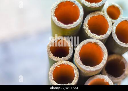 Les sections en bambou sont disposées soigneusement en préparation pour cuire le riz collant à l'intérieur. Les sections de bambou sont farcies de riz collant puis rôties. Banque D'Images