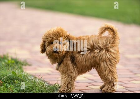 Adorable chien maltais et coolé de marionnettes ou de mastipoo, courant et sautant heureusement, dans le parc Banque D'Images