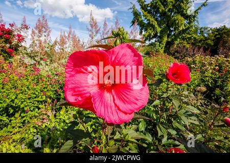 Grand hibiscus moscheutos de rose profond à rouge Planet Griotte 'Tangri' en fleur à RHS Garden, Wisley, Surrey, Royaume-Uni en été Banque D'Images