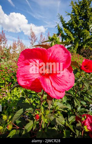 Grand hibiscus moscheutos de rose profond à rouge Planet Griotte 'Tangri' en fleur à RHS Garden, Wisley, Surrey, Royaume-Uni en été Banque D'Images