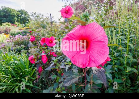 Grand hibiscus moscheutos de rose profond à rouge Planet Griotte 'Tangri' en fleur à RHS Garden, Wisley, Surrey, Royaume-Uni en été Banque D'Images