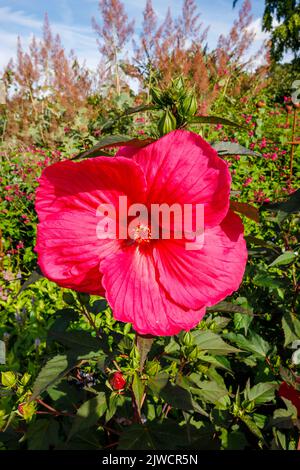 Grand hibiscus moscheutos de rose profond à rouge Planet Griotte 'Tangri' en fleur à RHS Garden, Wisley, Surrey, Royaume-Uni en été Banque D'Images