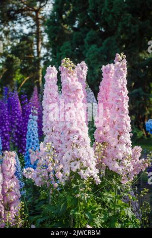 De grandes pointes de delphinium rose « Titania » poussent dans le champ des essais à RHS Gardens, Wisley, Surrey, au sud-est de l'Angleterre en été Banque D'Images