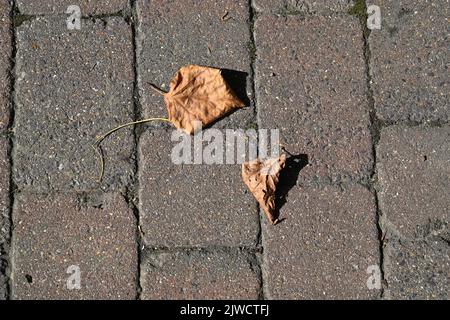 feuille d'érable brune séchée sur le sol Banque D'Images