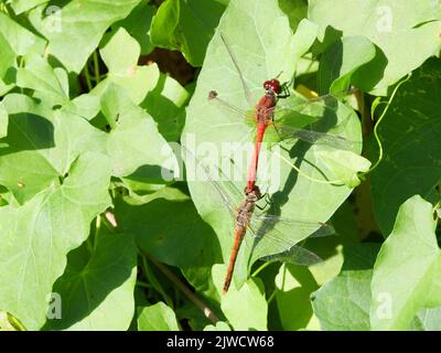 Un tandem homologue du dard rouge-sang, Sympetrum sanguineum, perche sur les feuilles vertes Banque D'Images