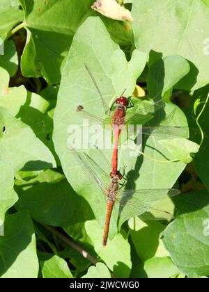 Un tandem homologue du dard rouge-sang, Sympetrum sanguineum, perche sur les feuilles vertes Banque D'Images