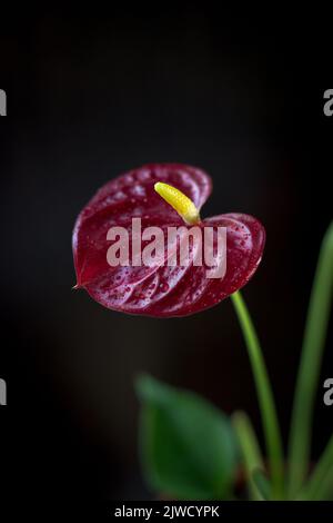 Belle fleur d'anthurium sur fond noir Banque D'Images