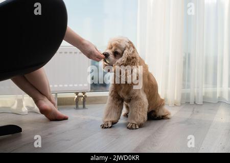 Le propriétaire est assis dans une chaise et nourrit l'américain Cocker Spaniel. Banque D'Images
