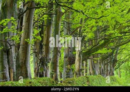 Une rangée de hêtres (Fagus sylvatica) au printemps dans les collines de Mendip ANOB, Somerset, Angleterre. Banque D'Images