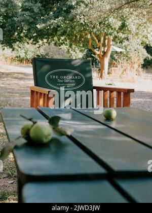 The Orchard Tea Gardens, salon extérieur et table avec pomme tombée avec logo et éclairage appliqué à Grantchester Cambridge Cambridgeshire, Angleterre, Royaume-Uni Banque D'Images