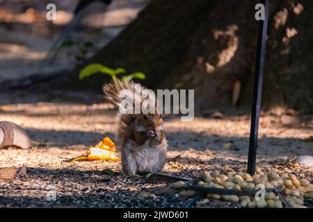 Un écureuil mignon mangeant des arachides dans la forêt Banque D'Images