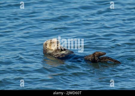 Loutre de mer de Californie (Enhydra lutris) flottant sur son dos dans l'eau Banque D'Images