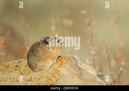 Pika américain (Ochotona princeps) Banque D'Images