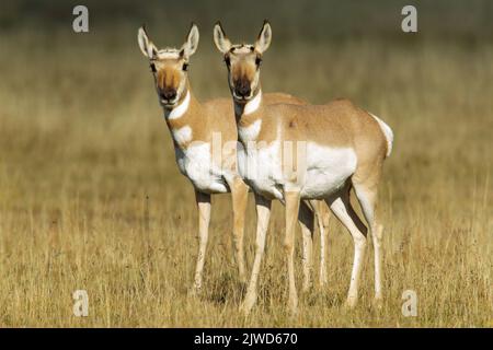 Pronghorn (Antilocapra americana) doe Banque D'Images