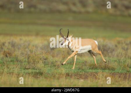 Buck Pronghorn (Antilocapra americana) en cours d'exécution Banque D'Images