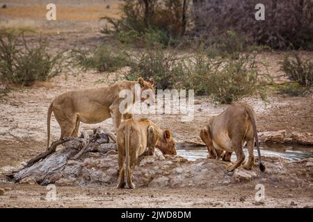 Trois lioness africains buvant au trou d'eau dans le parc transfrontier de Kgalagadi, Afrique du Sud; famille de felidés de espèce panthera leo Banque D'Images