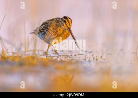 Le Snipe commun (Gallinago gallinago) est un petit Wader stocky natif de l'ancien monde.Passage à gué d'oiseaux dans les eaux peu profondes des terres humides pendant la migration.Wildlif Banque D'Images