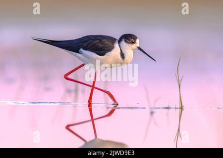 Stilt à ailes noires (Himantopus himantopus). Passage à gué d'oiseaux dans les eaux peu profondes du marais pendant la migration sur fond lumineux au coucher du soleil. Extremadur Banque D'Images