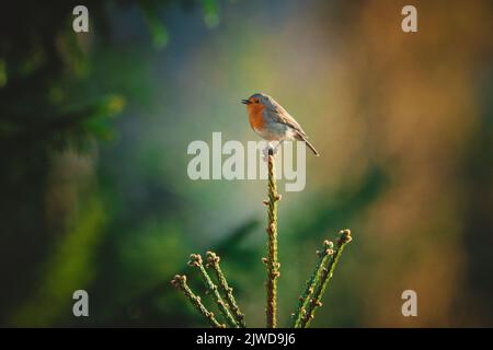 Un petit cliché d'un voleur européen ( robin européen (erithacus rubecula) perché sur une tige Banque D'Images