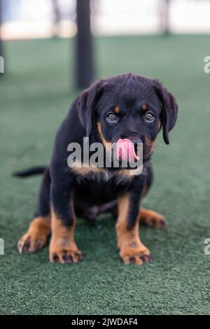 Un chiot joue dans le parc Banque D'Images