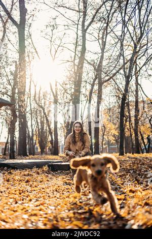 Bonne femme avec un mignon petit chiot d'épagneul cocker anglais lors d'une promenade dans la forêt d'automne. Un chien heureux et une femme propriétaire jouant dans le parc d'automne. Banque D'Images