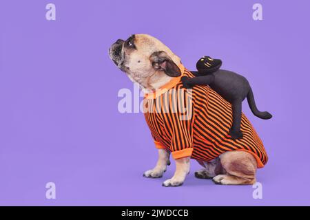 Drôle de costume de chien d'Halloween. Bulldog français avec chat noir effrayant sur son dos sur fond violet avec espace de copie Banque D'Images