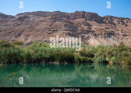 Une oasis près de la mer Morte. Une réserve naturelle tropicale dans le désert. Einot Tsukim, Ein Feshkha. Photo de haute qualité Banque D'Images