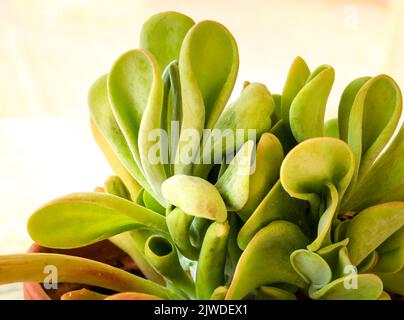 Plante colorée de Crassula ovata Golum dans le jardin en Espagne Banque D'Images