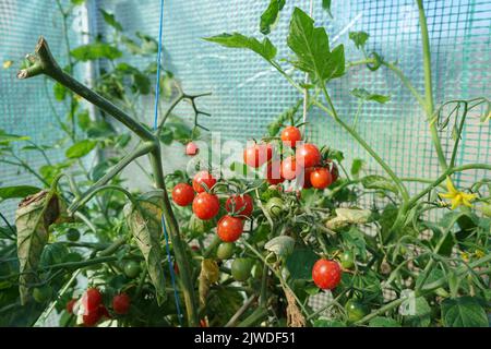 Petites tomates dans la serre dans le jardin Banque D'Images