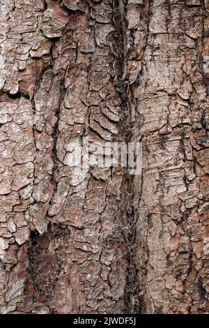 Arbre de châtaignier de cheval en gros plan Banque D'Images